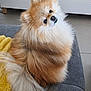 animal_portrait, companion, couch, curious, cute, dog, domestic_animal, fluffy, friendly, fur, furniture, head_tilt, indoor, living_room, pet, pomeranian, small_dog, soft, tail, yellow_towel