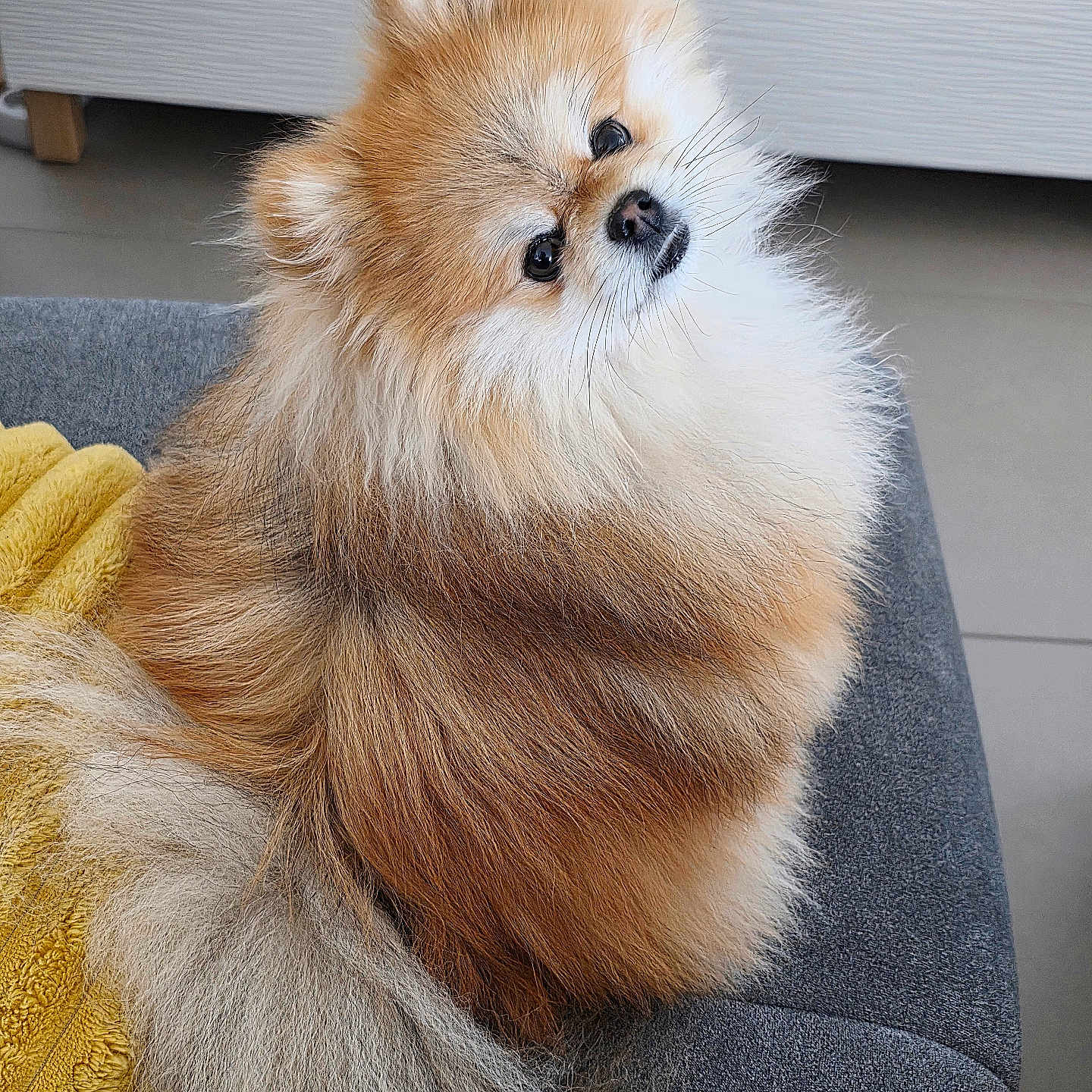 Romie participe au concours pour gagner de l'argent avec cette photo : animal_portrait, companion, couch, curious, cute, dog, domestic_animal, fluffy, friendly, fur, furniture, head_tilt, indoor, living_room, pet, pomeranian, small_dog, soft, tail, yellow_towel