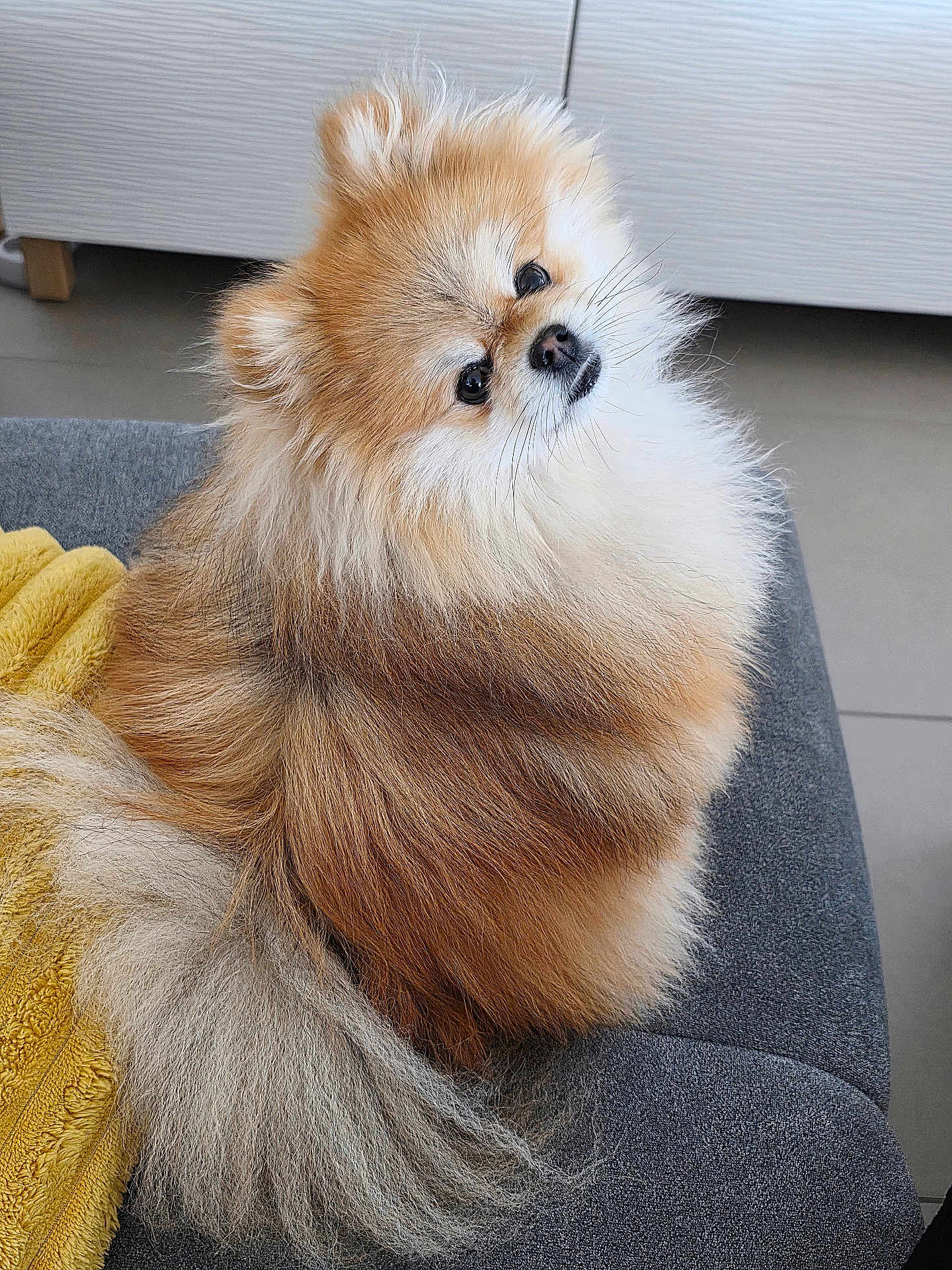 Romie participe au concours pour gagner de l'argent avec cette photo : animal_portrait, companion, couch, curious, cute, dog, domestic_animal, fluffy, friendly, fur, furniture, head_tilt, indoor, living_room, pet, pomeranian, small_dog, soft, tail, yellow_towel