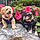 Toby N Benny