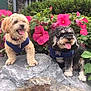 dog, dogs, pet, animal, outdoor, flower, pink_flower, greenery, rock, nature, panting, happy, fur, curly_fur, collar, leash, garden, summer, companions, playful