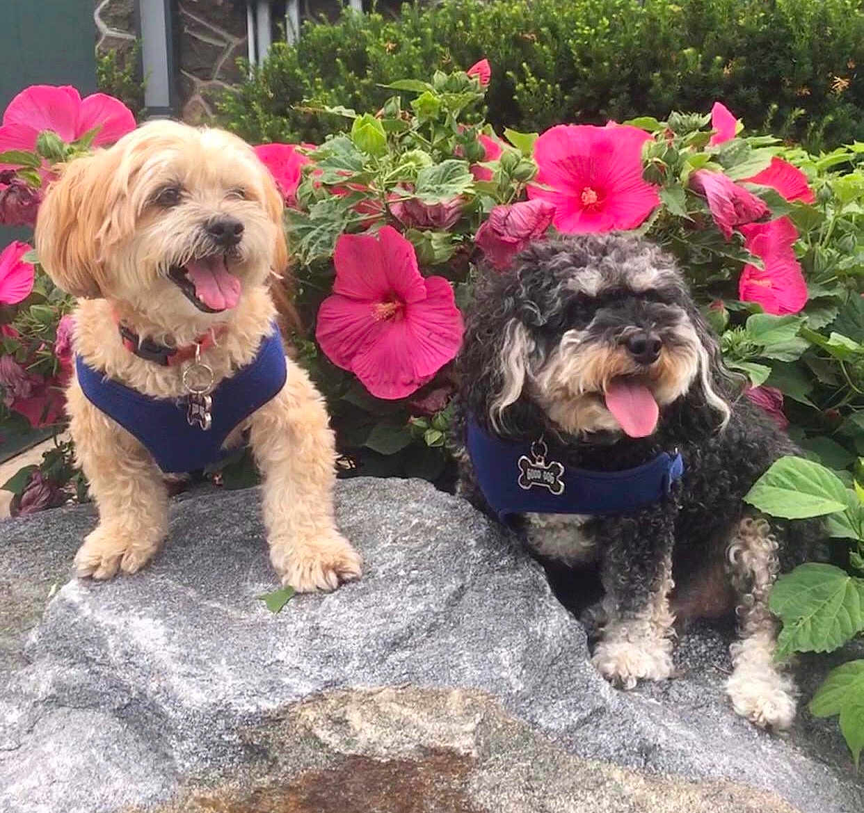 Toby N Benny is registered to the contest to win money with this photo: dog, dogs, pet, animal, outdoor, flower, pink_flower, greenery, rock, nature, panting, happy, fur, curly_fur, collar, leash, garden, summer, companions, playful