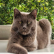 Marvel participe au concours pour gagner de l'argent avec cette photo : animal, cat, close_up, domestic_cat, feline, fur, gray_cat, greenery, leafy_background, mammal, nature, outdoor, paw, pet, portrait, relaxed, resting, sunlight, table, whiskers