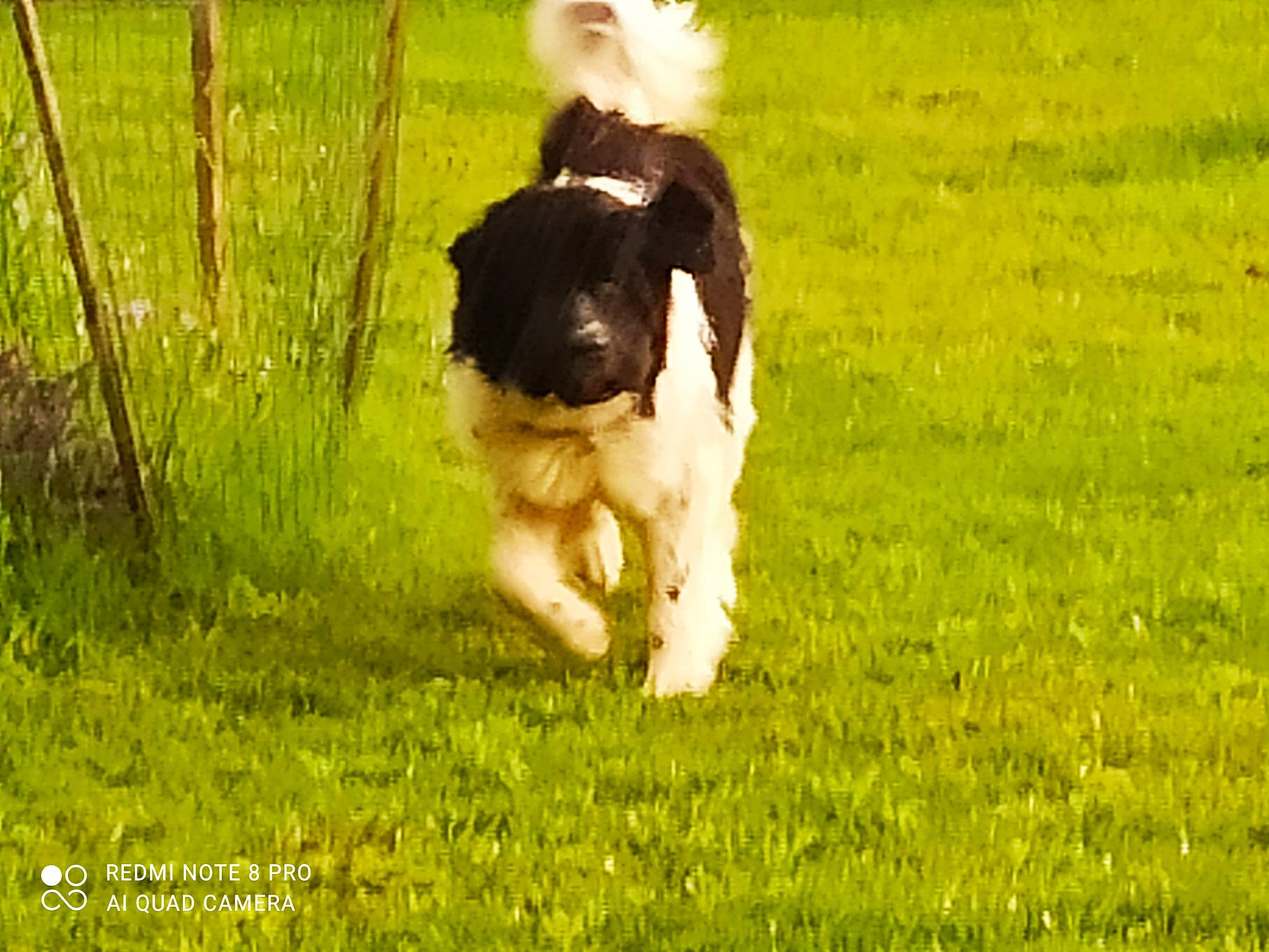 Rackham participe au concours pour gagner de l'argent avec cette photo : ball, carnivore, companion_dog, dog, dog_breed, fawn, field, grass, grassland, grazing, gun_dog, human_leg, meadow, pasture, people_in_nature, plant, sporting_group, sports_equipment, tail, working_animal