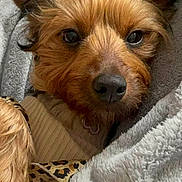 Luna joined the competition — help win amazing prizes! dog, puppy, fluffy, brown_fur, long_hair, close_up, portrait, pet, animal, blanket, cozy, indoors, face, eyes, nose, muzzle, collar, clothing, leopard_print, cuddly