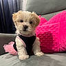 dog, puppy, small_dog, fluffy, white_fur, tan_fur, pet, animal, portrait, sitting, couch, sofa, pillow, pink, tutu, costume, clothing, indoors, window, cute