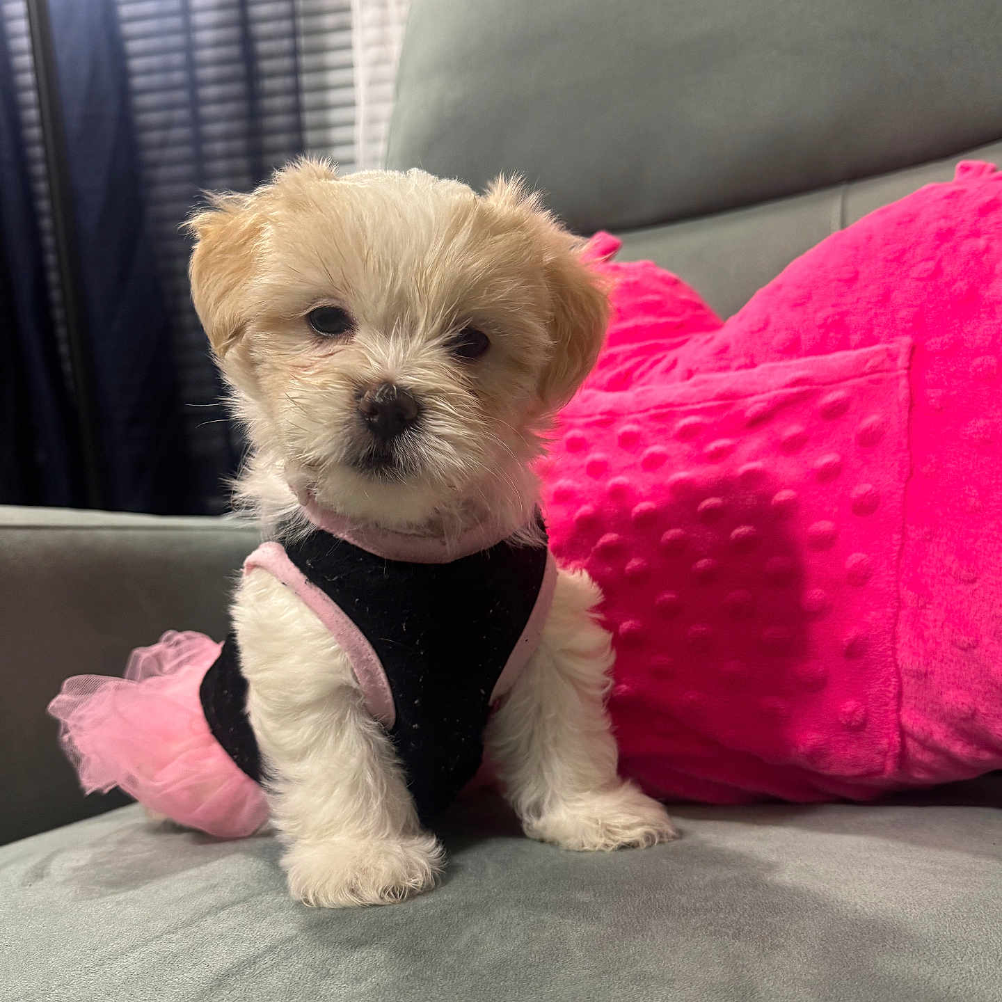 Ellie