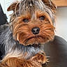 dog, yorkshire_terrier, pet, indoor, chair, fur, cute, animal, canine, portrait, small_dog, paw, relaxed, brown_fur, black_fur, domestic_animal, companion, looking_at_camera, fluffy, friendly