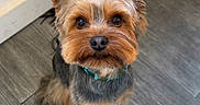 Ugolin participe au concours pour gagner de l'argent avec cette photo : dog, pet, small_dog, yorkshire_terrier, floor, wood_floor, indoor, basket, fur, collar, brown, black, cute, sitting, looking_up, ears, animal, companion, domestic_animal, friendly