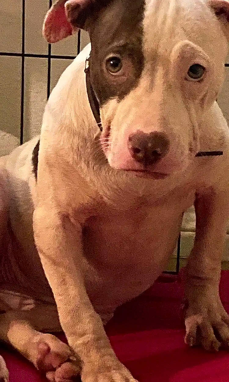 Sugar Bear joined the competition — help win amazing prizes! carnivore, companion_dog, dog, dog_breed, fawn, fence, flesh, fur, metal, non_sporting_group, photography, snout, sporting_group, terrestrial_animal, whiskers, working_animal