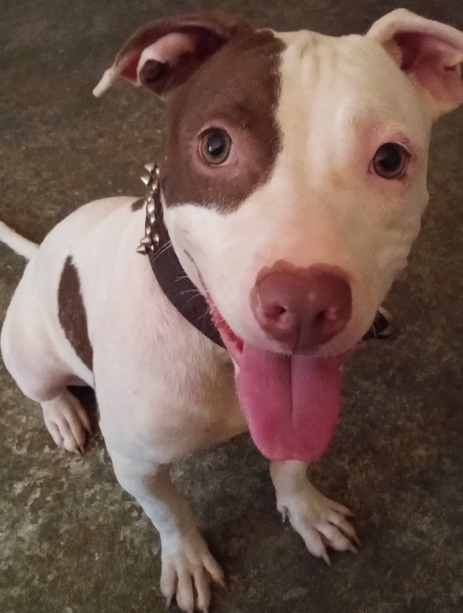 Sugar Bear joined the competition — help win amazing prizes! canidae, carnivore, collar, companion_dog, dog, dog_breed, dog_supply, eye, fawn, flesh, fur, jaw, livestock, non_sporting_group, pet_supply, snout, terrestrial_animal, whiskers, working_animal