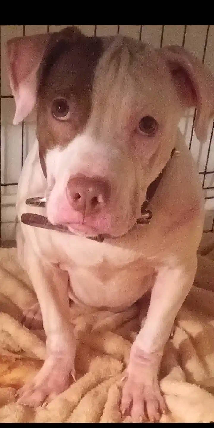 Sugar Bear joined the competition — help win amazing prizes! canidae, carnivore, companion_dog, dog, dog_breed, ear, fawn, fur, liver, no_expression, non_sporting_group, pet_supply, snout, sporting_group, whiskers, working_animal