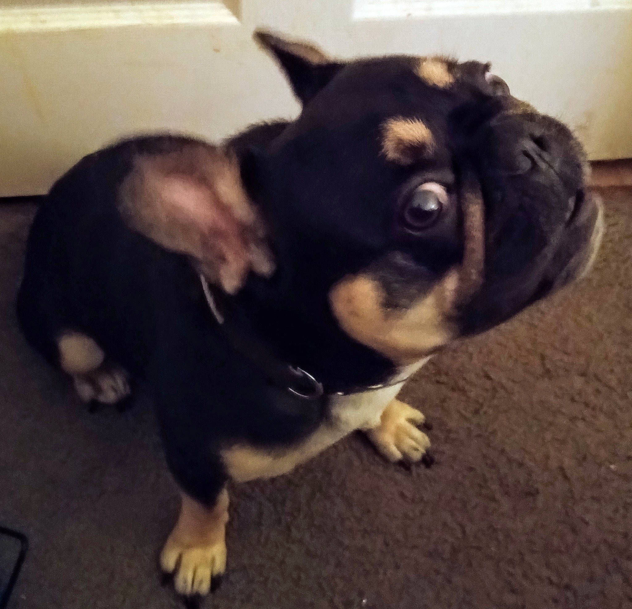 Major joined the competition — help win amazing prizes! carnivore, cloud, companion_dog, dog, dog_breed, ear, eye, fawn, flooring, fur, mammal, paw, puppy_love, snout, tail, toy_dog, vertebrate, whiskers, working_animal, working_dog