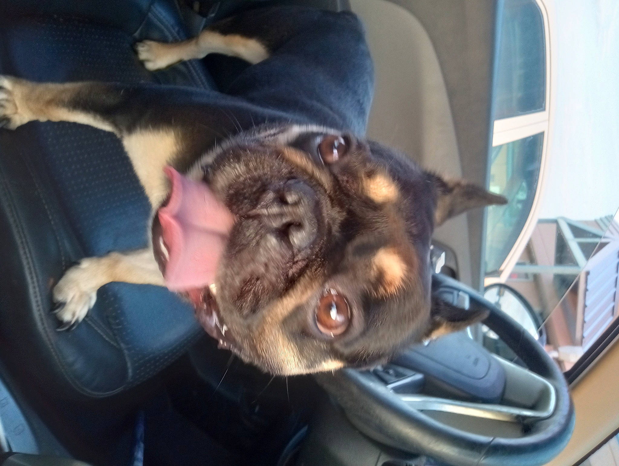 Major joined the competition — help win amazing prizes! auto_part, automotive_lighting, canidae, carnivore, chair, collar, companion_dog, dog, dog_breed, ear, fawn, fur, jaw, snout, sporting_group, tail, vehicle, vertebrate, windshield, working_animal