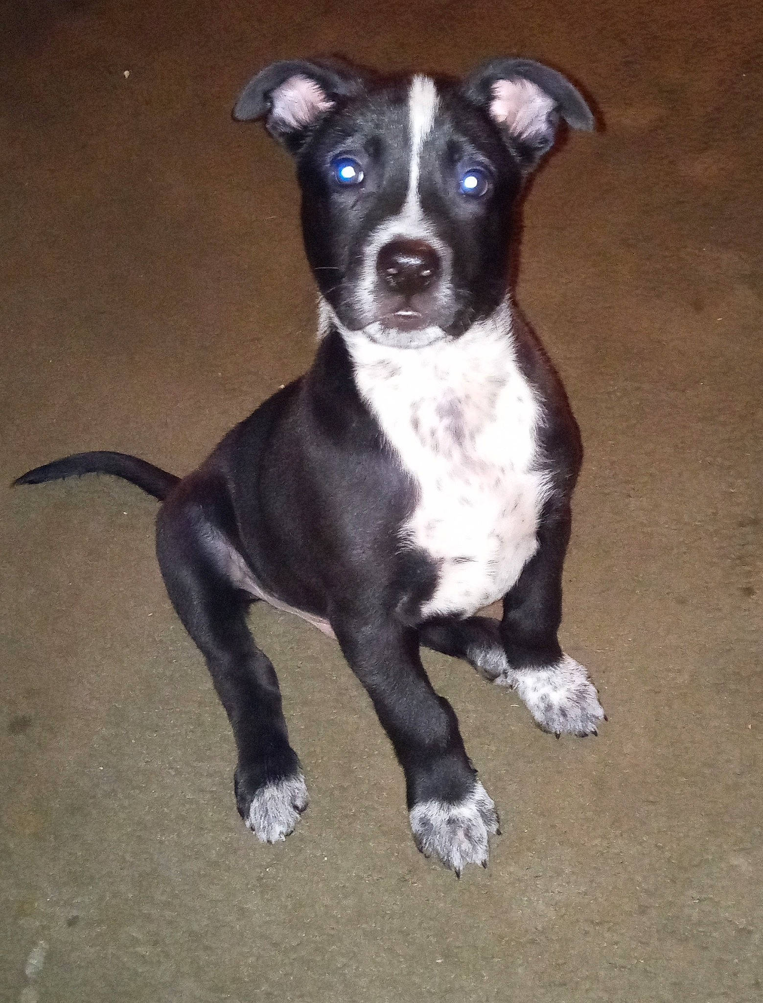 Paparue Johnson joined the competition — help win amazing prizes! borador, boston_terrier, carnivore, collar, companion_dog, dog, dog_breed, dog_collar, guard_dog, liver, molosser, non_sporting_group, plant, sporting_group, tail, toy_dog, whiskers, working_animal, working_dog