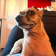 Elvis is registered to the contest to win money with this photo: dog, pet, indoor, furniture, person, lap, closeup, brown_fur, curious_expression, red_wall, dresser, door, shelf, floor, relaxed, domestic, animal, whiskers, ear, snout