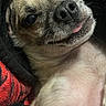 Elvis is registered to the contest to win money with this photo: dog, close_up, pet, cute, tongue_out, lying_down, fur, small_dog, face, expression, animal, indoor, blanket, red, black, portrait, playful, cozy, domestic_animal, whiskers