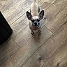 Elvis joined the competition — help win amazing prizes! dog, small_dog, ears, wooden_floor, indoor, pet, animal, looking_up, tail, blur, brown_dog, flooring, cute, companion, domestic_animal, alert, standing, whiskers, snout, canine
