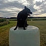 agriculture, animal, black_dog, canine, clouds, daytime, dog, farm, field, grass, hay_bale, landscape, nature, outdoor, pasture, pet, rural, sitting, sky, tongue_out