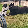 animal, black_and_white_dog, black_dog, canine, collar, companions, daylight, dog, fence, friendly, fur, grass, grass_lawn, interaction, nature, outdoor, pet, playing, resting, two_animals