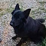 Tygo a rejoint le concours — aidez-le/la à gagner de superbes lots ! dog, black_dog, animal, pet, sitting, gravel, grass, outdoor, nature, fur, ears, canine, mammal, companion, watching, quiet, calm, ground, daylight, alert