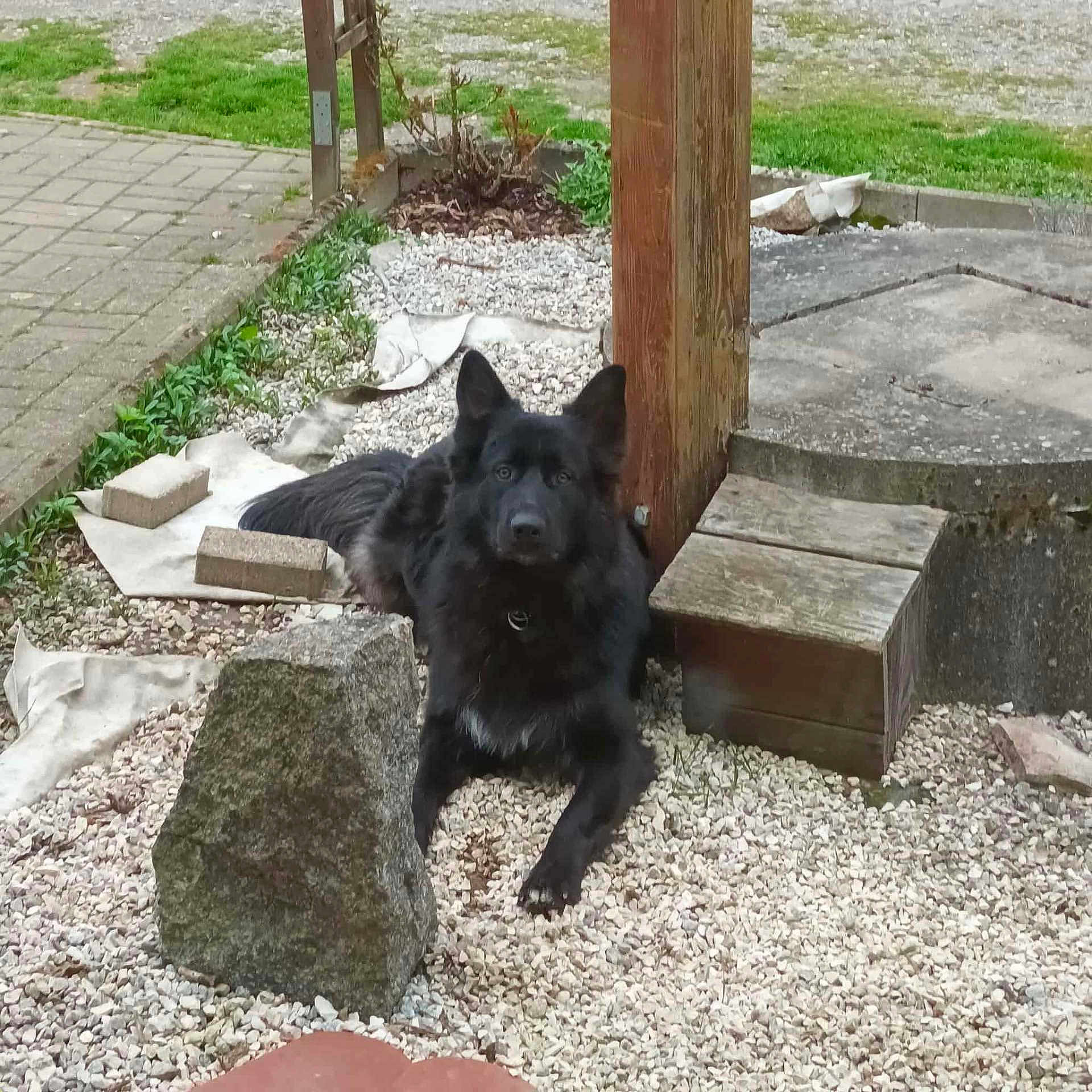 Tygo a rejoint le concours — aidez-le/la à gagner de superbes lots ! animal, backyard, black_dog, calm, collar, daylight, dog, ear, fur, garden, gravel, landscape, nature, outdoor, pet, plant, resting, rock, stone, wood