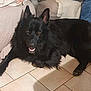 Tygo participe au concours pour gagner de l'argent avec cette photo : dog, black_dog, indoor, floor, tile_floor, couch, cushion, pet, animal, happy, smiling, fur, ears, nose, paw, person, jeans, cozy, relaxed, home