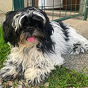 Victoria Dite Vicky a rejoint le concours — aidez-le/la à gagner de superbes lots ! animal, black_and_white, canine, cute, daytime, dog, fluffy, fur, gate, grass, gravel, muzzle, nature, outdoor, paw, pet, playful, resting, tongue, tongue_out