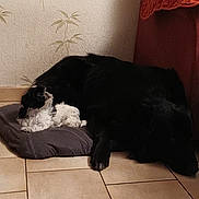 Victoria Dite Vicky a rejoint le concours — aidez-le/la à gagner de superbes lots ! dog, small_dog, large_dog, black_dog, black_and_white_dog, pet_bed, floor_tiles, indoor, cozy, resting, curious, couch, wallpaper, shadow, companion, animal, home, cute, relaxed, domestic