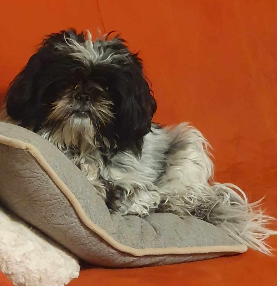 Victoria Dite Vicky participe au concours pour gagner de l'argent avec cette photo : animal, black_and_white, companion, cozy, cushion, cute, dog, domestic, fluffy, fur, furry, indoor, laying_down, orange_background, pet, portrait, relaxed, resting, shaggy, small_dog