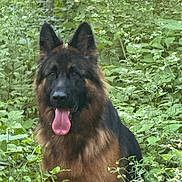 Hilda joined the competition — help win amazing prizes! dog, german_shepherd, animal, pet, tongue_out, forest, greenery, nature, outdoor, fur, ears, canine, happy, portrait, sitting, leaf, plant, wildlife, muzzle, flora