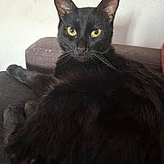 Onyx participe au concours pour gagner de l'argent avec cette photo : black_cat, cat, pet, animal, feline, yellow_eyes, indoor, couch, fur, whiskers, relaxed, looking_at_camera, close_up, domestic_cat, resting, portrait, living_room, soft_light, calm, curious