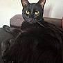 black_cat, cat, pet, animal, feline, yellow_eyes, indoor, couch, fur, whiskers, relaxed, looking_at_camera, close_up, domestic_cat, resting, portrait, living_room, soft_light, calm, curious