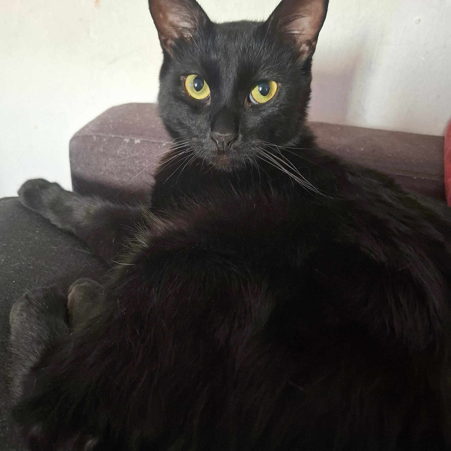 Onyx participe au concours pour gagner de l'argent avec cette photo : animal, black_cat, calm, cat, close_up, couch, curious, domestic_cat, feline, fur, indoor, living_room, looking_at_camera, pet, portrait, relaxed, resting, soft_light, whiskers, yellow_eyes