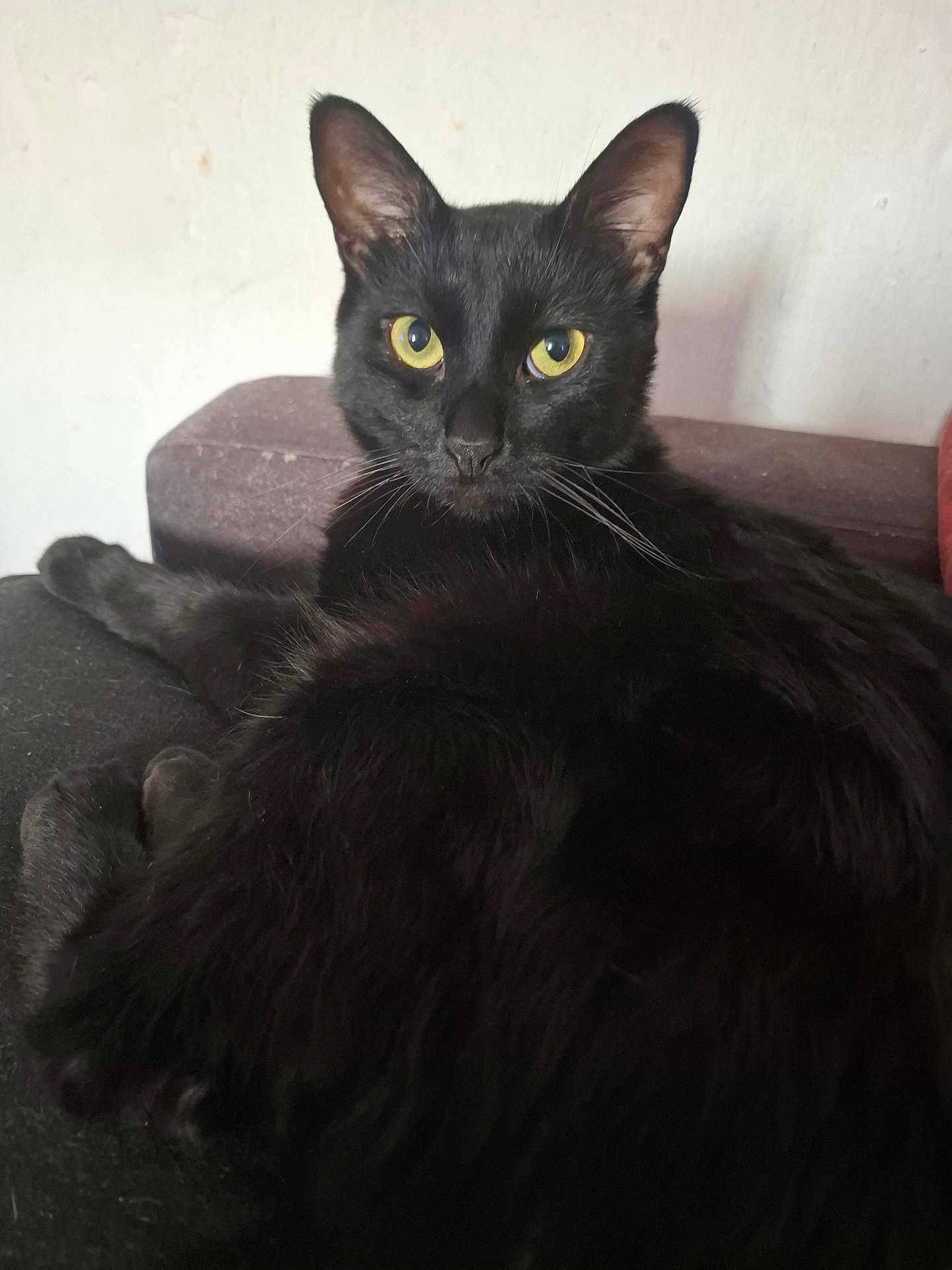 Onyx participe au concours pour gagner de l'argent avec cette photo : black_cat, cat, pet, animal, feline, yellow_eyes, indoor, couch, fur, whiskers, relaxed, looking_at_camera, close_up, domestic_cat, resting, portrait, living_room, soft_light, calm, curious
