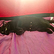 Onyx participe au concours pour gagner de l'argent avec cette photo : animal, bed, black_cat, cat, comfort, cozy, ears, feline, fur, green_eyes, headboard, indoor, lying_down, pet, purple_blanket, red_wall, relaxed, resting, tail, whiskers