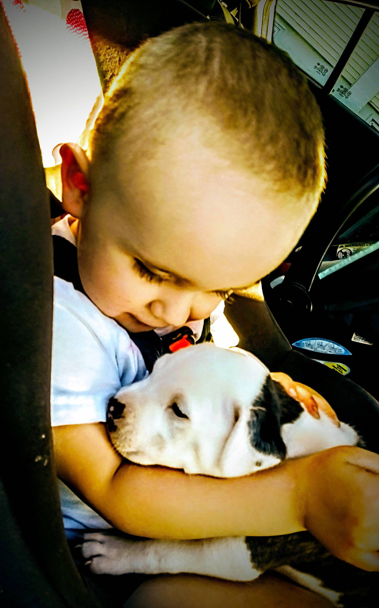 Kannon joined the competition — help win amazing prizes! baby, carnivore, child, comfort, companion_dog, dog_breed, ear, flash_photography, fun, fur, grass, happy, person, sitting, skin, smile, t_shirt, toddler, toy, toy_dog