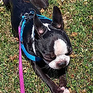 Princess is registered to the contest to win money with this photo: dog, puppy, black_and_white, grass, outdoor, harness, leash, pink_leash, blue_harness, lying_down, sprawled, pointed_ears, short_hair, white_markings, black_fur, pet, animal, portrait, sunlight, playful