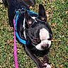 dog, puppy, black_and_white, grass, outdoor, harness, leash, pink_leash, blue_harness, lying_down, sprawled, pointed_ears, short_hair, white_markings, black_fur, pet, animal, portrait, sunlight, playful