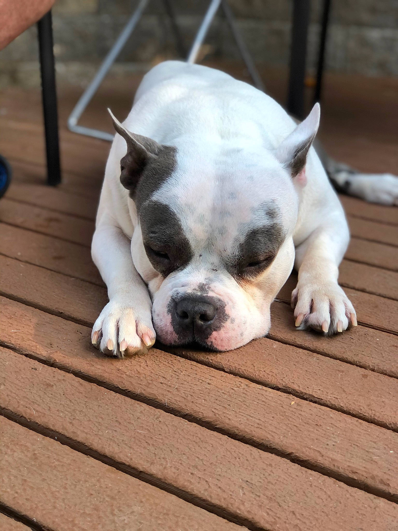 Chance Pants joined the competition — help win amazing prizes! boston_terrier, bulldog, canidae, carnivore, comfort, companion_dog, dog, dog_breed, eye, fawn, flooring, fur, head, paw, snout, sporting_group, toy_dog, whiskers, wood, working_animal