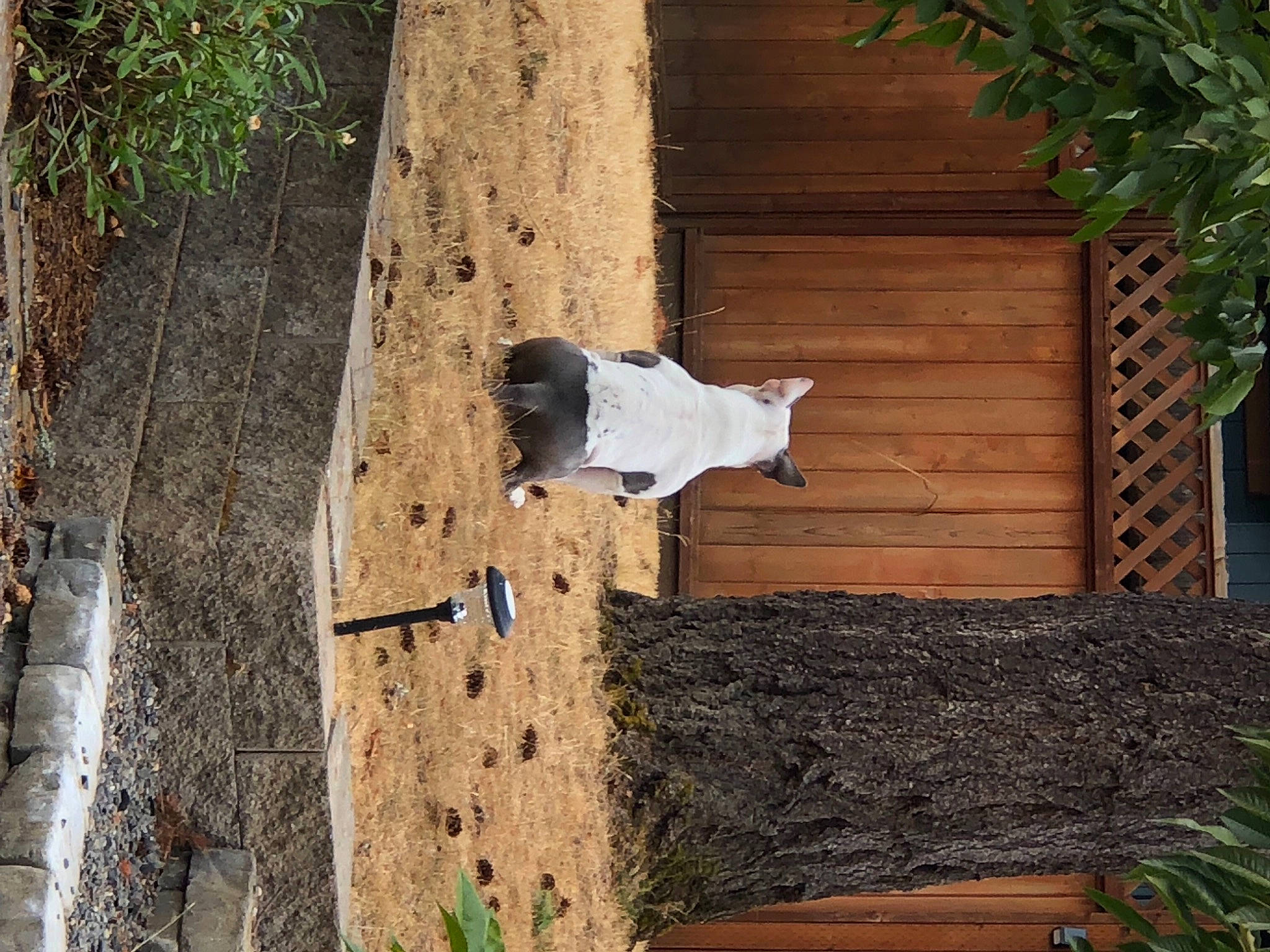 Chance Pants is registered to the contest to win money with this photo: carnivore, concrete, felidae, grass, hardwood, home_fencing, landscape, plant, plywood, rock, room, shadow, siding, small_to_medium_sized_cats, soil, tail, tree, trunk, wood, wood_stain