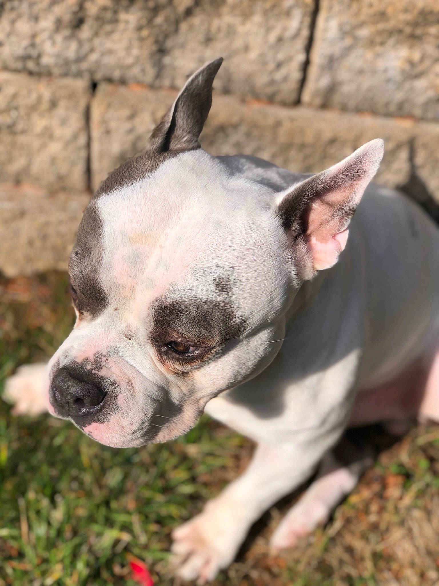 Chance Pants joined the competition — help win amazing prizes! boston_terrier, bulldog, carnivore, collar, companion_dog, dog, dog_breed, ear, eye, fawn, french_bulldog, grass, plant, snout, soil, sporting_group, terrestrial_animal, toy_dog, whiskers, working_animal