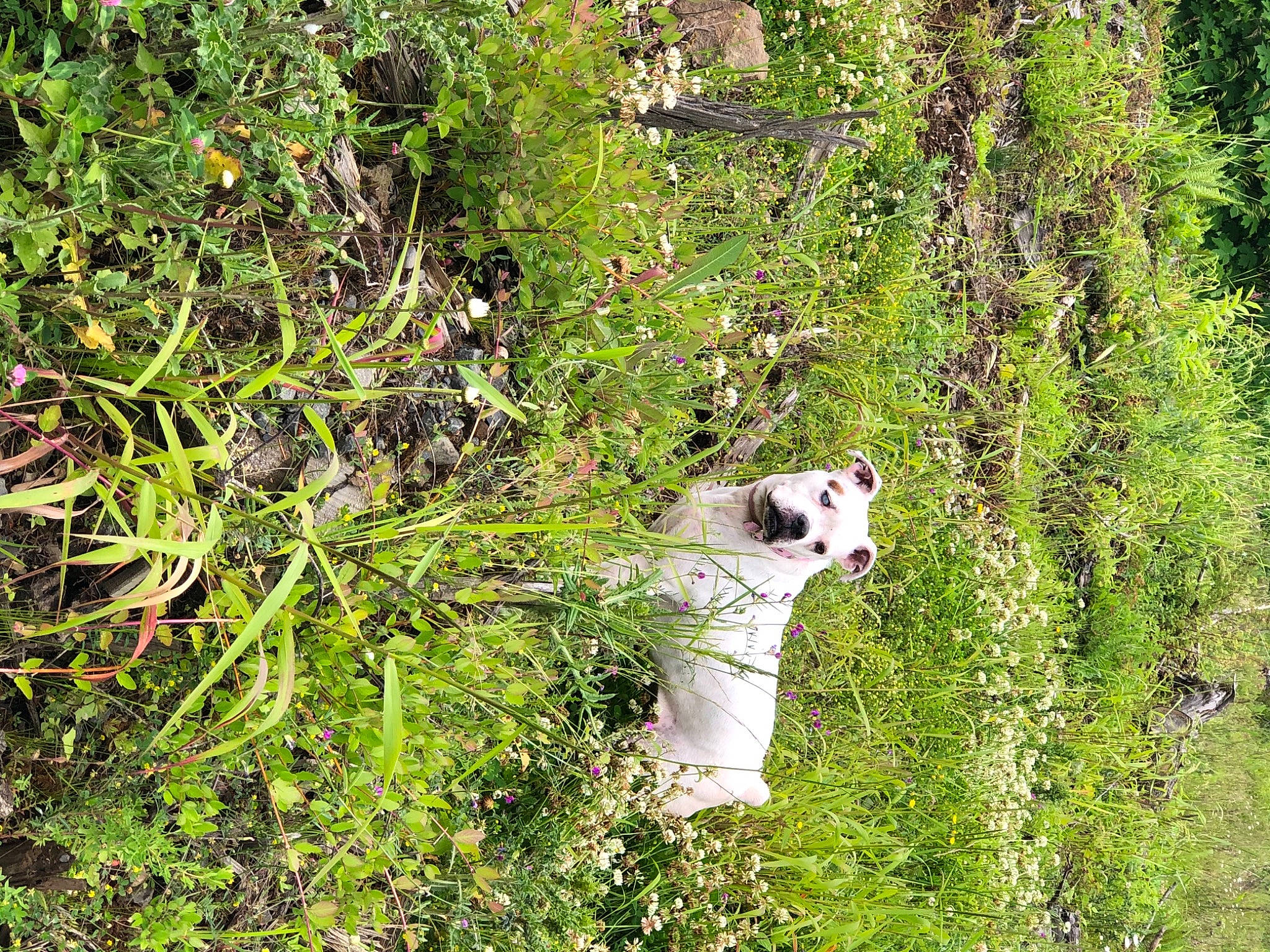 Bubbles is registered to the contest to win money with this photo: biome, carnivore, companion_dog, dog, dog_breed, flowering_plant, grass, grass_family, grassland, groundcover, natural_landscape, plant, plant_community, shrub, sporting_group, subshrub, terrestrial_animal, terrestrial_plant, tree, trunk