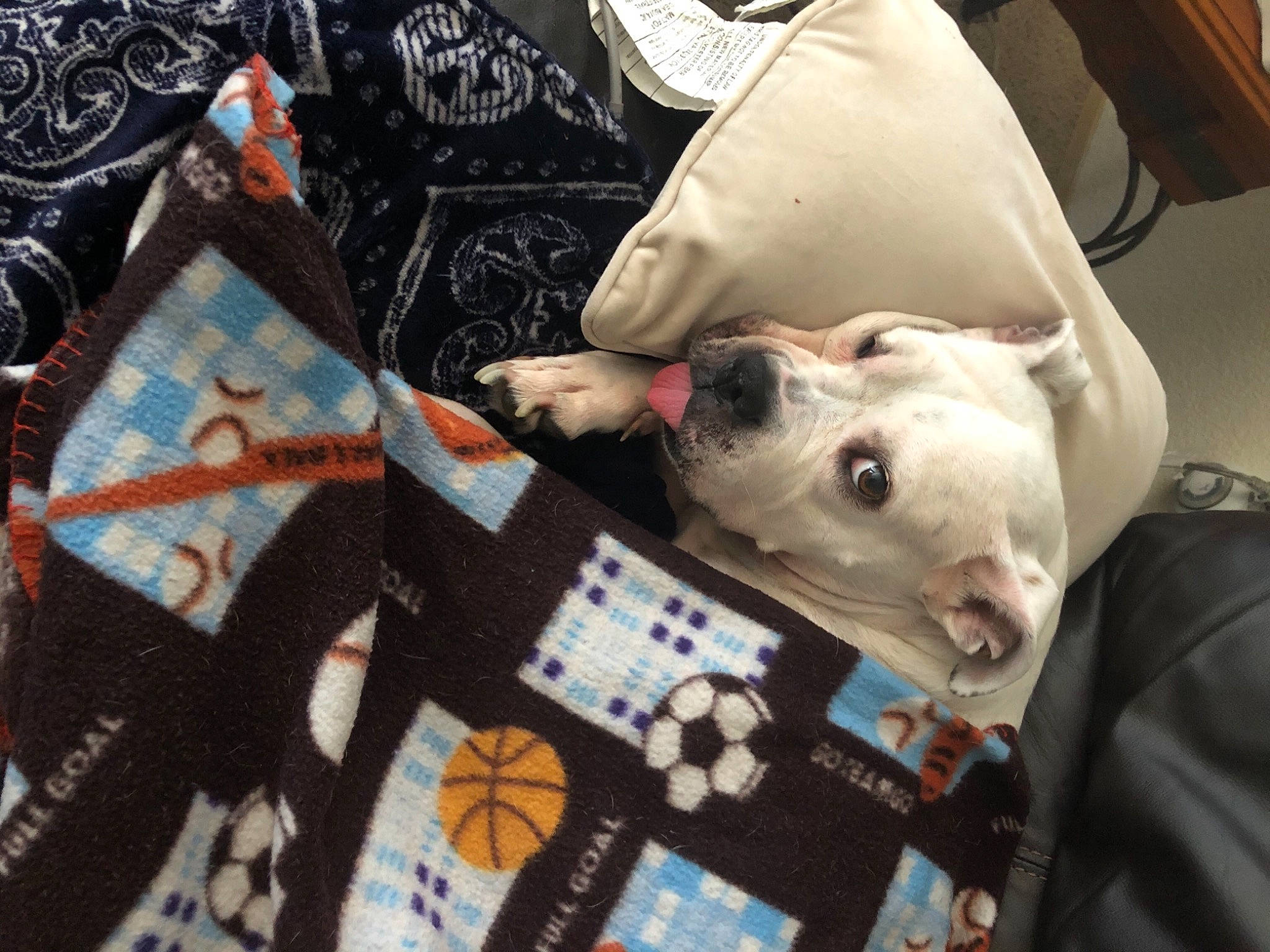 Bubbles is registered to the contest to win money with this photo: art, carmine, collar, companion_dog, craft, creative_arts, dog, dog_breed, dog_supply, fashion_accessory, fawn, fur, linens, pattern, sleeve, textile, triangle, visual_arts, whiskers, working_animal