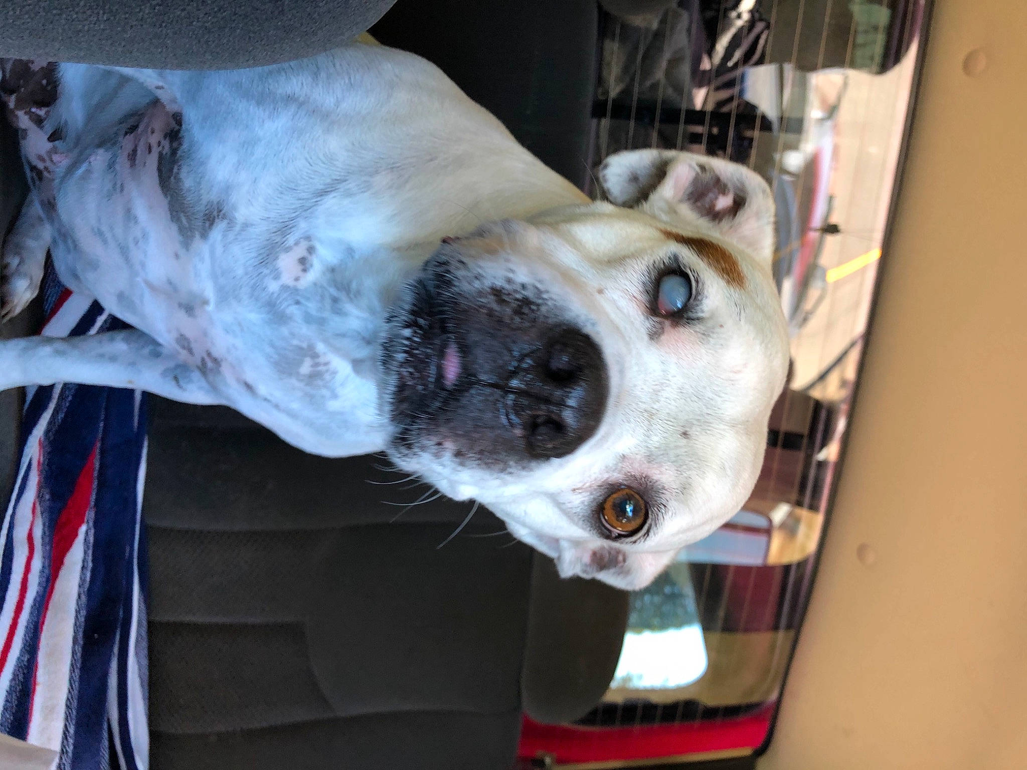 Bubbles is registered to the contest to win money with this photo: canidae, carnivore, collar, companion_dog, dog, dog_breed, dog_collar, dog_supply, fawn, fur, guard_dog, jaw, non_sporting_group, pet_supply, snout, sporting_group, whiskers, working_animal