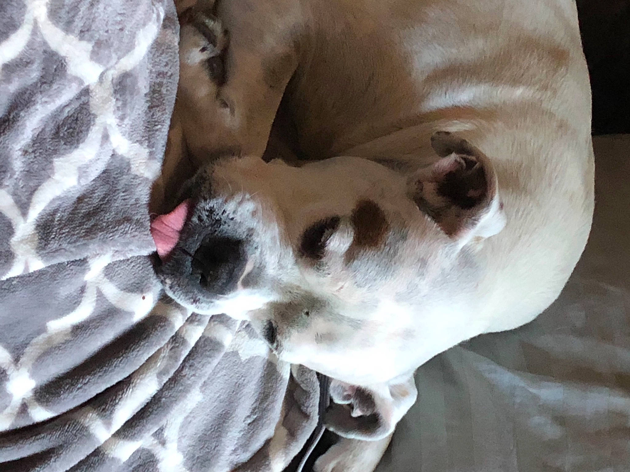 Bubbles is registered to the contest to win money with this photo: bone, canidae, carnivore, comfort, companion_dog, dog, dog_breed, fawn, fur, linens, nap, non_sporting_group, pattern, paw, snout, sporting_group, terrestrial_animal, whiskers, working_animal