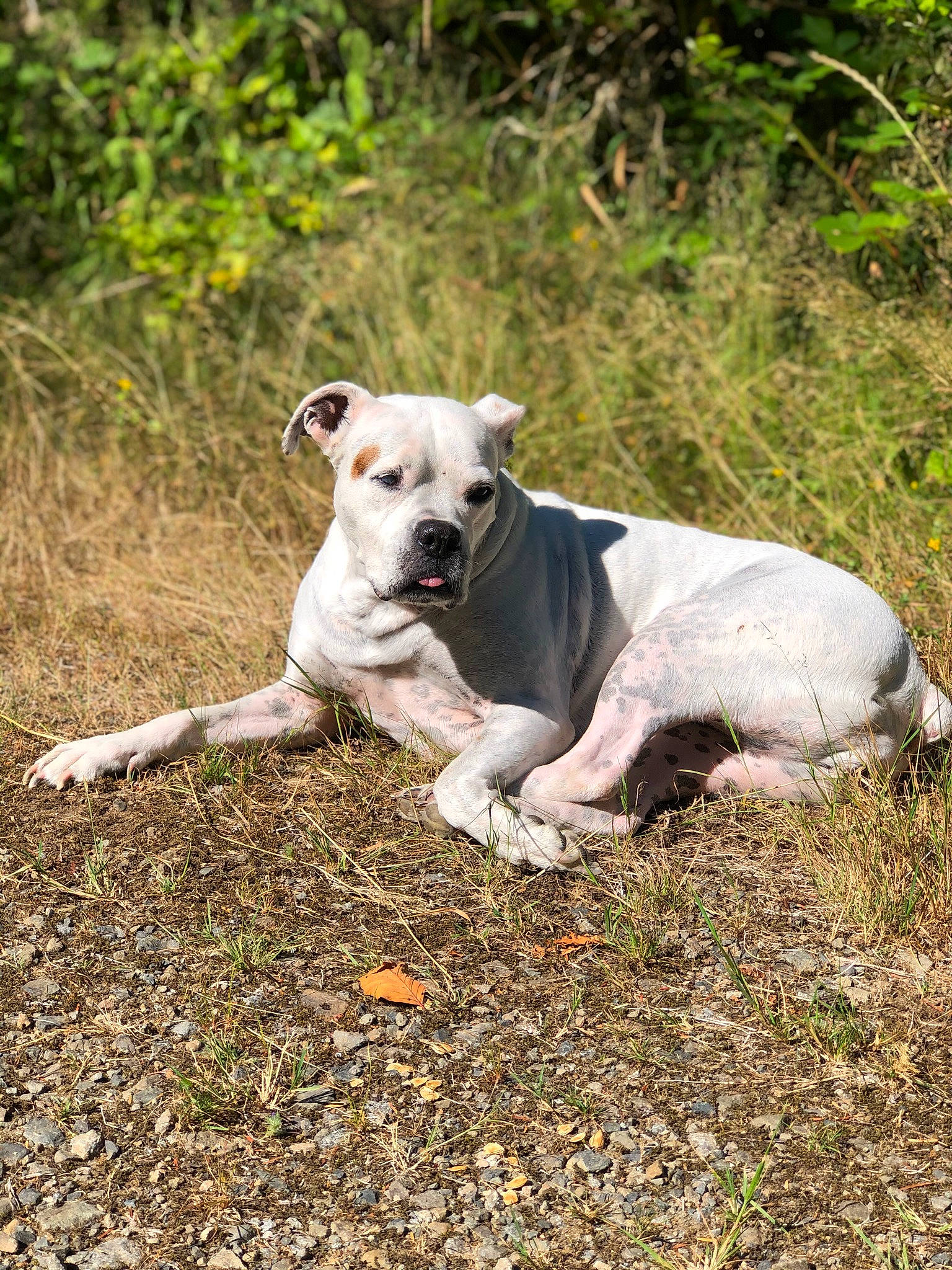 Bubbles joined the competition — help win amazing prizes! canidae, carnivore, collar, companion_dog, dog, dog_breed, dog_collar, fawn, grass, hunting_dog, non_sporting_group, plant, snout, soil, sporting_group, tail, terrestrial_animal, terrier, working_animal