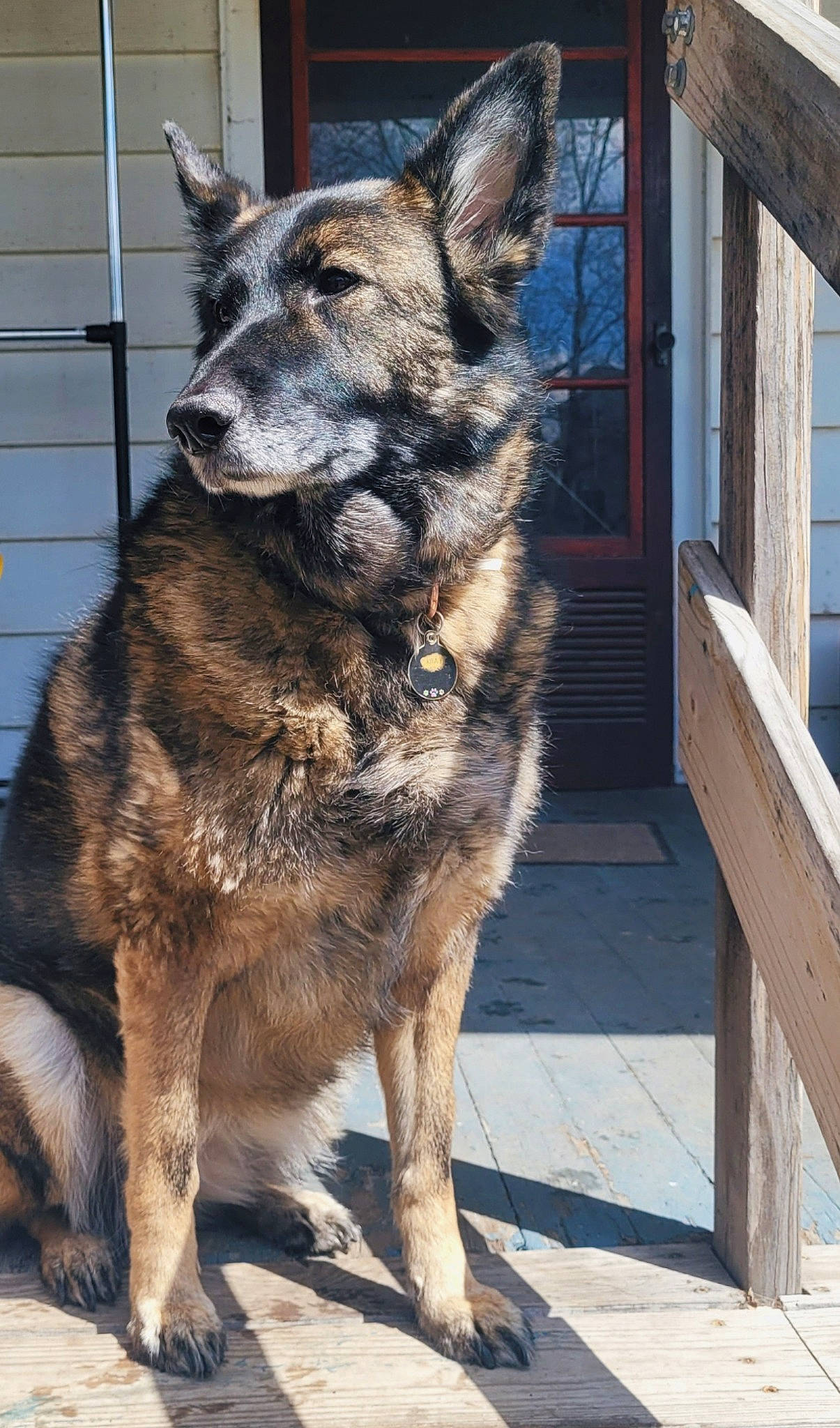 Kita joined the competition — help win amazing prizes! canidae, canis, carnivore, collar, dog, dog_breed, fur, german_shepherd_dog, herding_dog, pet_supply, plant, snout, sporting_group, terrestrial_animal, whiskers, window, wood, working_animal, working_dog