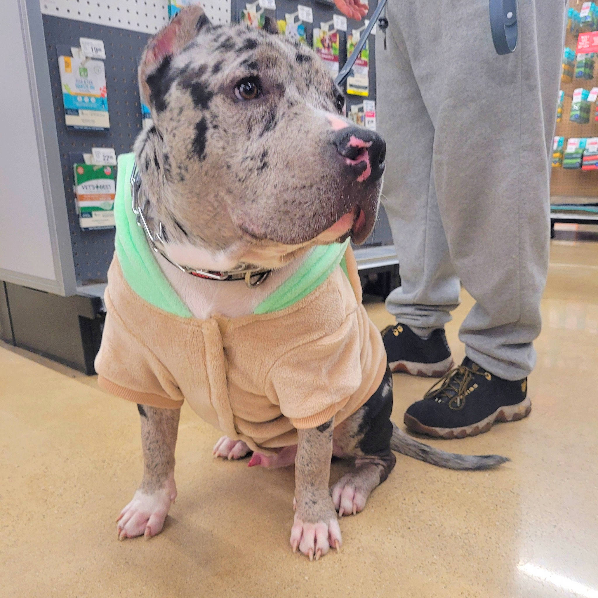 Zero is registered to the contest to win money with this photo: canidae, carnivore, collar, companion_dog, dog, dog_breed, dog_clothes, dog_collar, dog_supply, fawn, flooring, fur, giant_dog_breed, leash, molosser, shelf, sporting_group, terrestrial_animal, working_animal, wrinkle