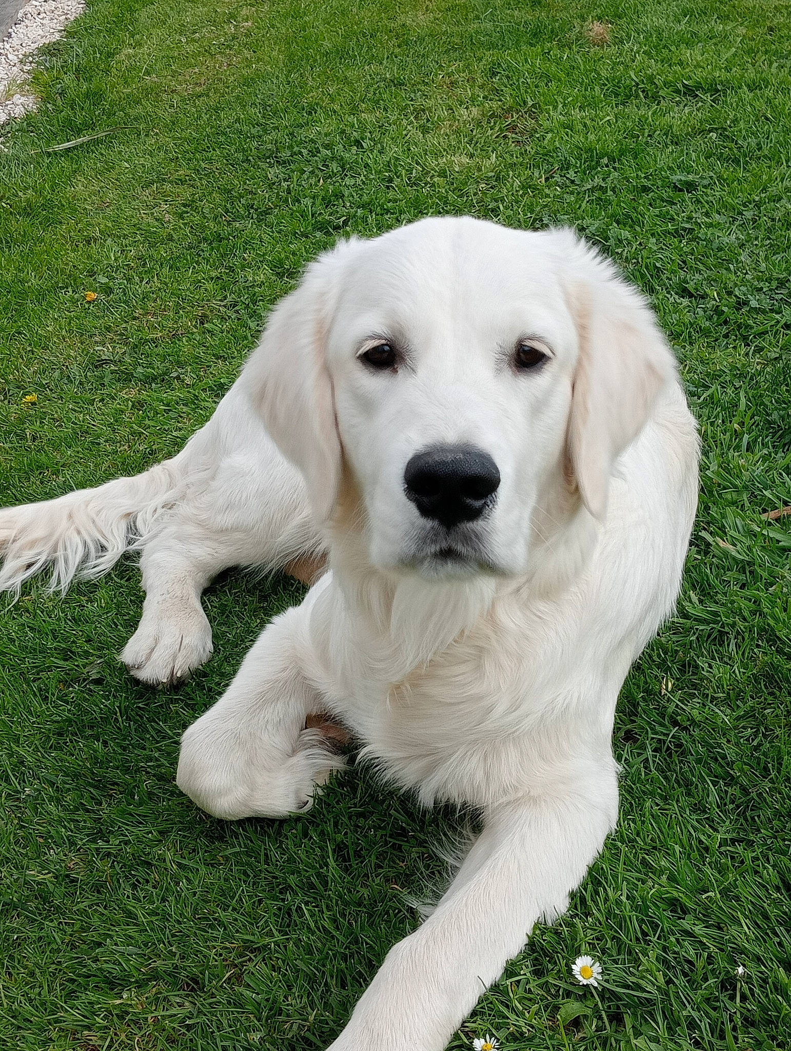 Tokyo participe au concours pour gagner de l'argent avec cette photo : biting, canidae, carnivore, companion_dog, dog, dog_breed, fur, grass, gun_dog, plant, snout, sporting_group, terrestrial_animal, working_animal